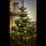 weihnachtsbaum hs Neubrandenburg